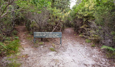 Angophora Grove Walking Track - Foster Accommodation 0