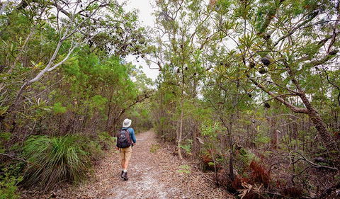Angophora Grove Walking Track - Foster Accommodation 1
