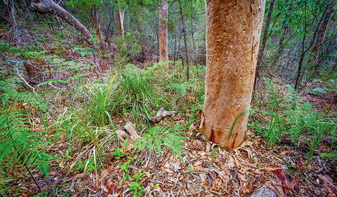 Angophora Grove Walking Track - Foster Accommodation 2