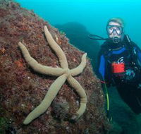 Cook Island Dive Site - Foster Accommodation