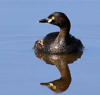 Panboola Wetlands - Foster Accommodation