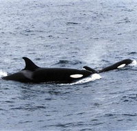 Killer Whale Trail - Foster Accommodation