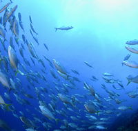 Cape Byron Marine Park - Foster Accommodation
