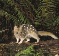 Tarkine Forest Reserve - Foster Accommodation