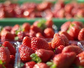 Turners Beach Berry Patch - Foster Accommodation 0