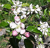 Avro Park Orchards - Foster Accommodation
