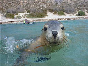 Calypso Star Charters - Foster Accommodation 0