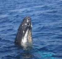 Jervis Bay Whales - Foster Accommodation