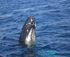 Jervis Bay Whales - Foster Accommodation 1