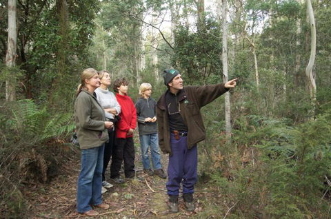 Great Western Tiers Forest Walks Tasmania - Foster Accommodation 0