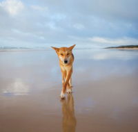 Fraser Island Adventure Tours - Foster Accommodation