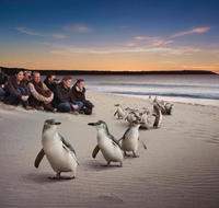 Down Under Thrills - Foster Accommodation