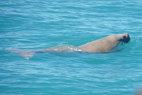 Snubfin Dolphin Eco Cruise From Broome - Foster Accommodation 1