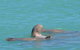 Snubfin Dolphin Eco Cruise From Broome - thumb 0