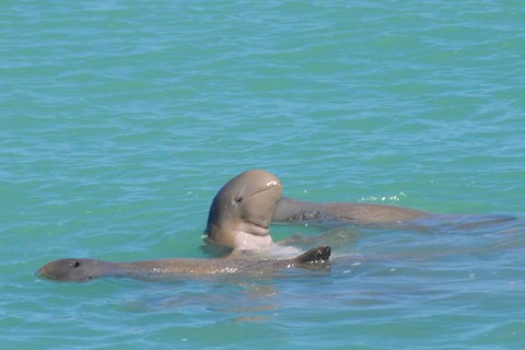 Snubfin Dolphin Eco Cruise From Broome - Foster Accommodation 2