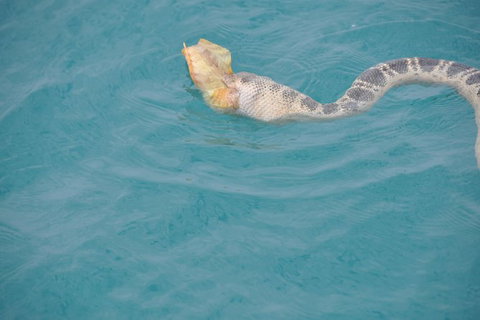 Snubfin Dolphin Eco Cruise From Broome - Foster Accommodation 10