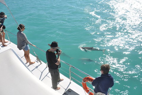 Snubfin Dolphin Eco Cruise From Broome - Foster Accommodation 4