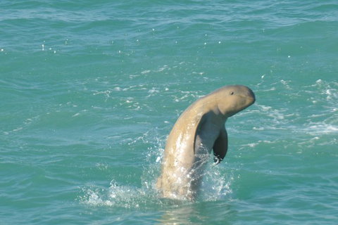 Snubfin Dolphin Eco Cruise From Broome - Foster Accommodation 11