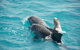 Snubfin Dolphin Eco Cruise From Broome - thumb 6