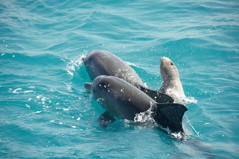 Snubfin Dolphin Eco Cruise From Broome - Foster Accommodation 6