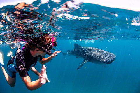 Swim With Whale Sharks- The Largest Fish In The World! - Foster Accommodation 20