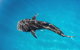 Swim With Whale Sharks- The Largest Fish In The World! - thumb 22
