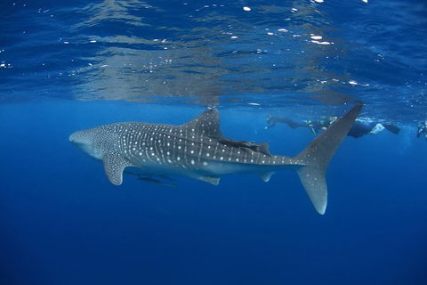 Swim With Whale Sharks- The Largest Fish In The World! - Foster Accommodation 3