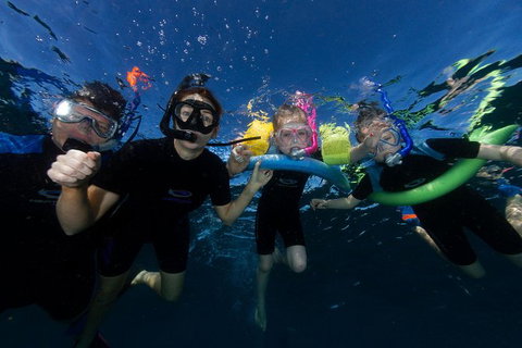 Swim With Whale Sharks- The Largest Fish In The World! - Foster Accommodation 9