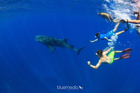 Swim With Whale Sharks- The Largest Fish In The World! - Foster Accommodation 36