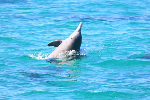 Swim With Whale Sharks- The Largest Fish In The World! - Foster Accommodation 28