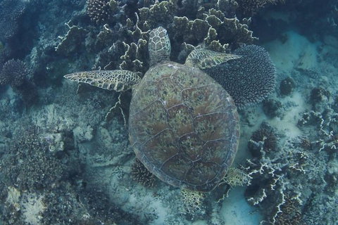 Swim With Whale Sharks- The Largest Fish In The World! - Foster Accommodation 10