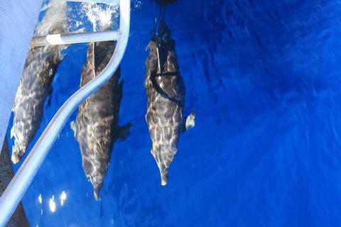 Swim With Whale Sharks- The Largest Fish In The World! - Foster Accommodation 39