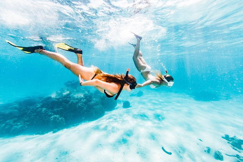 Swim With Whale Sharks- The Largest Fish In The World! - Foster Accommodation 21