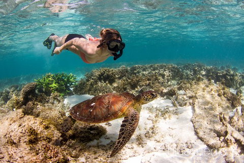 Swim With Whale Sharks- The Largest Fish In The World! - Foster Accommodation 25