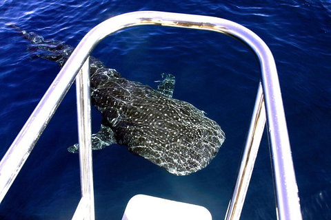Swim With Whale Sharks- The Largest Fish In The World! - Foster Accommodation 16