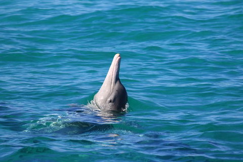 Swim With Whale Sharks- The Largest Fish In The World! - Foster Accommodation 24