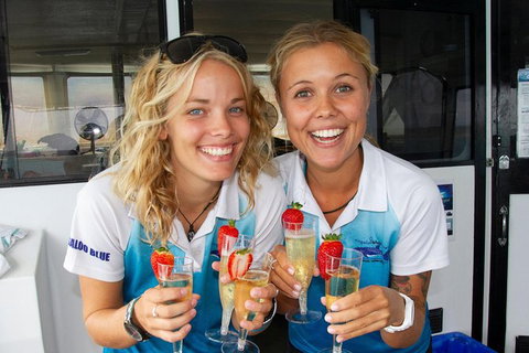 Swim With Whale Sharks- The Largest Fish In The World! - Foster Accommodation 37