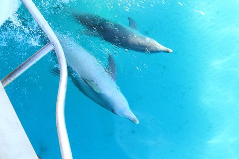 Swim With Whale Sharks- The Largest Fish In The World! - Foster Accommodation 40