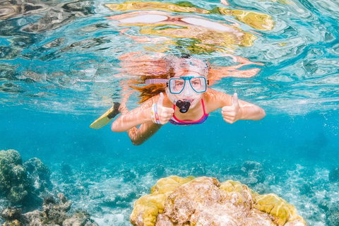 Swim With Whale Sharks- The Largest Fish In The World! - Foster Accommodation 38