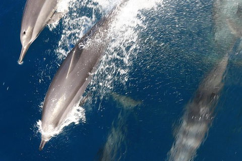 Swim With Whale Sharks- The Largest Fish In The World! - Foster Accommodation 13