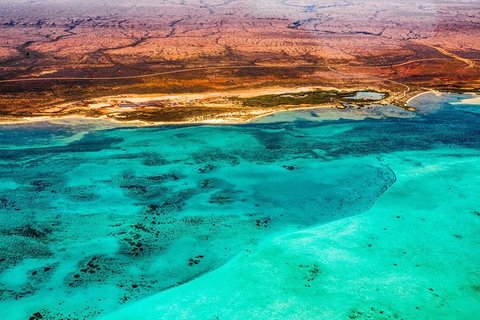 Swim With Whale Sharks- The Largest Fish In The World! - Foster Accommodation 43