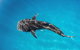 Swim With Whale Sharks- The Largest Fish In The World! - thumb 30