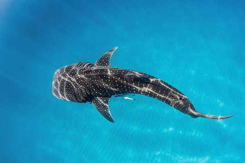 Swim With Whale Sharks- The Largest Fish In The World! - Foster Accommodation 30