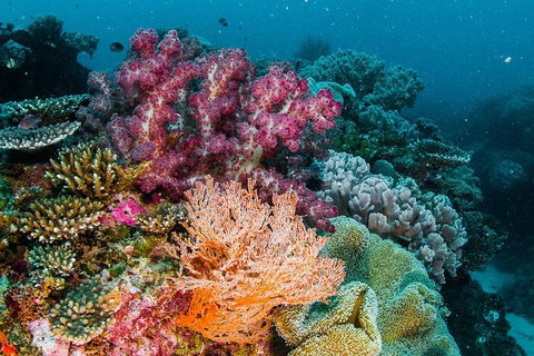 Swim With Whale Sharks- The Largest Fish In The World! - Foster Accommodation 12