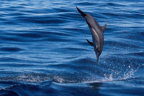 Swim With Whale Sharks- The Largest Fish In The World! - Foster Accommodation 44