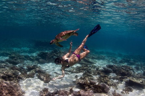 Swim With Whale Sharks- The Largest Fish In The World! - Foster Accommodation 11