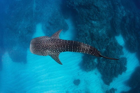 Swim With Whale Sharks- The Largest Fish In The World! - Foster Accommodation 14