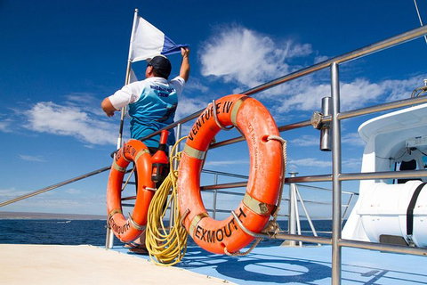 Swim With Whale Sharks- The Largest Fish In The World! - Foster Accommodation 33