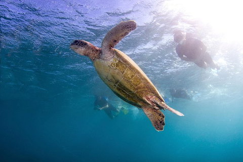 Swim With Whale Sharks- The Largest Fish In The World! - Foster Accommodation 27