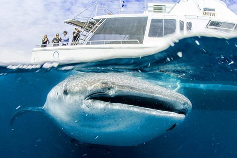 Swim With Whale Sharks- The Largest Fish In The World! - Foster Accommodation 34